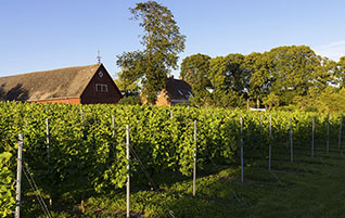Vinmarken